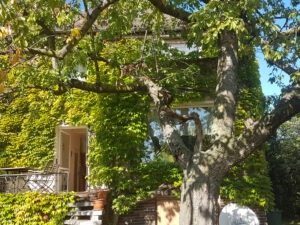 Einfamilienhaus Vogelweide - Blick vom Garten