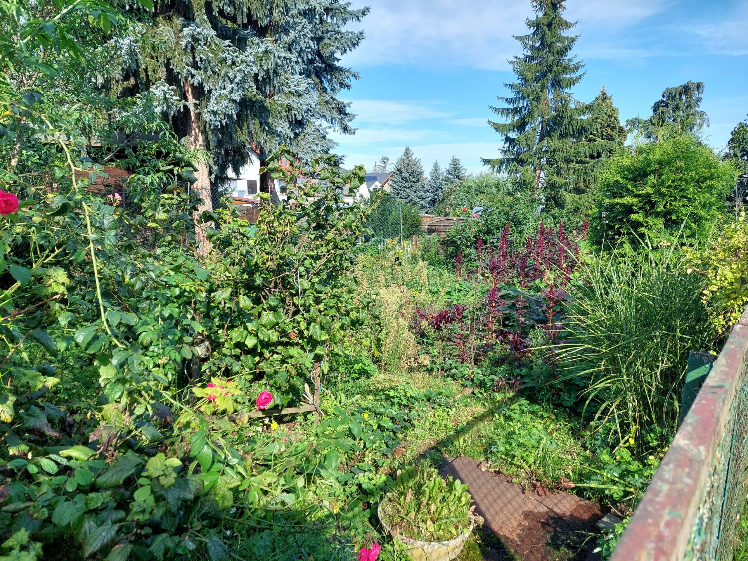 Einfamilienhaus in Merkewitz - Blick in den Garten