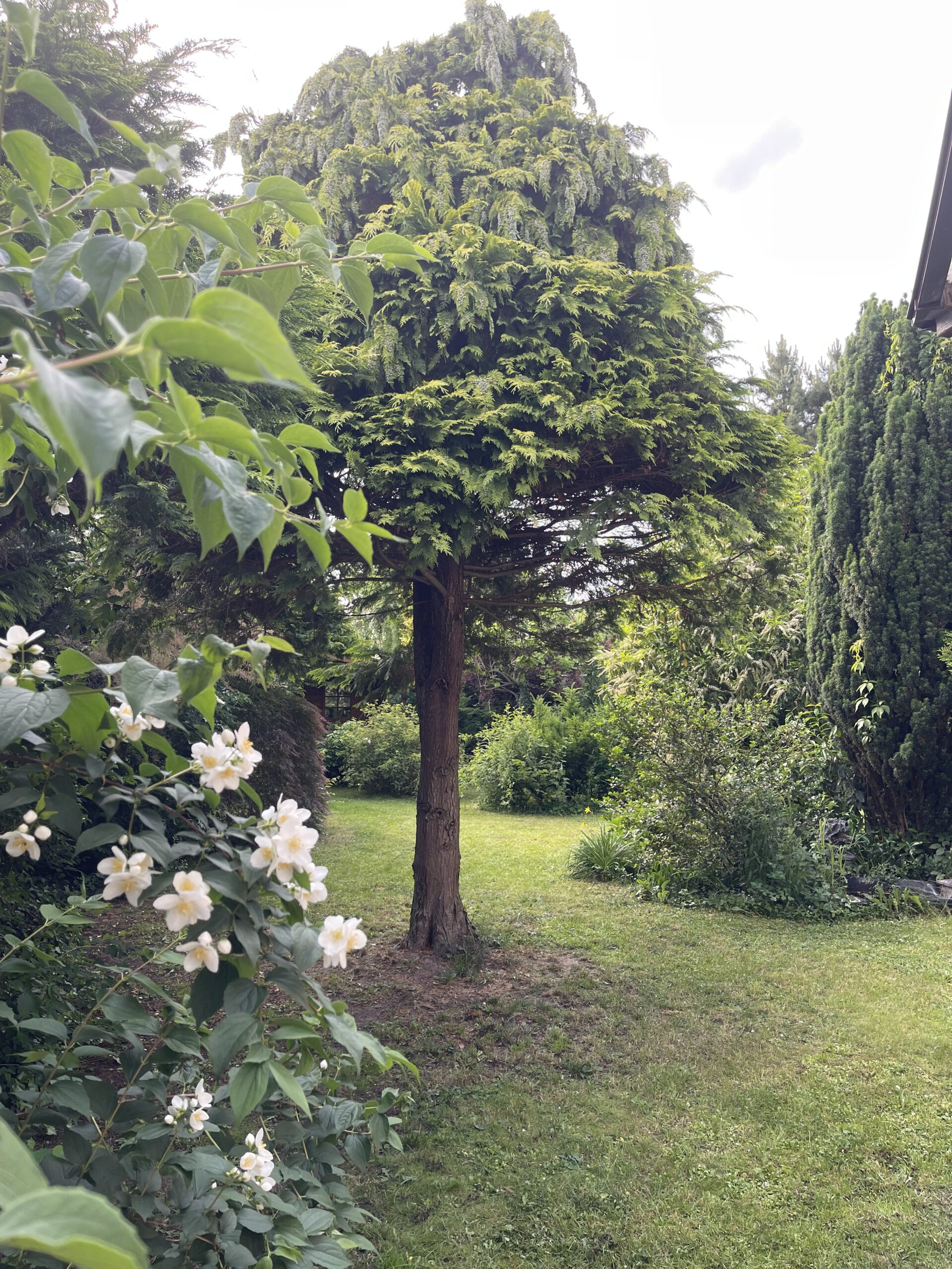 Einfamilienhaus Frohe Zukunft - Gartendetail
