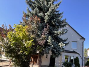 Einfamilienhaus Frohe Zukunft - Straßenansicht
